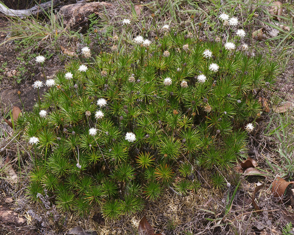 Представитель Семейства Boryaceae